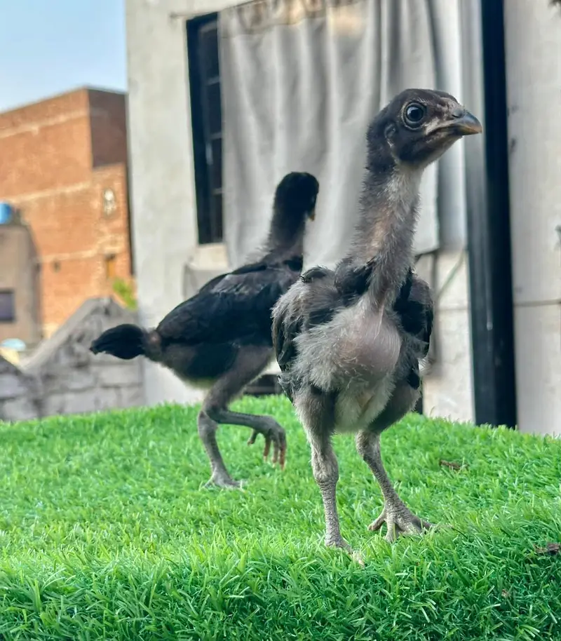 Imp Pakoya trad chicks. — photo 2
