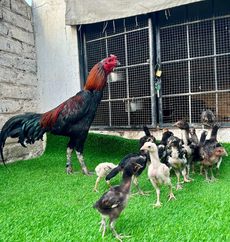 Imp Pakoya trad chicks. — photo 3