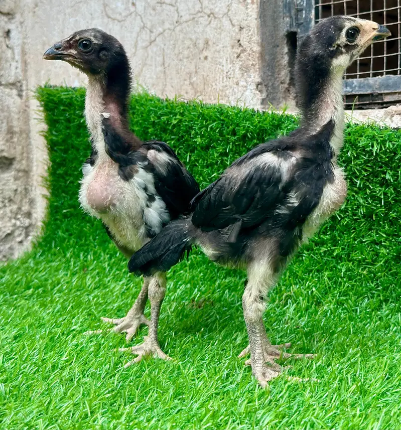 Imp Pakoya trad chicks. — photo 4