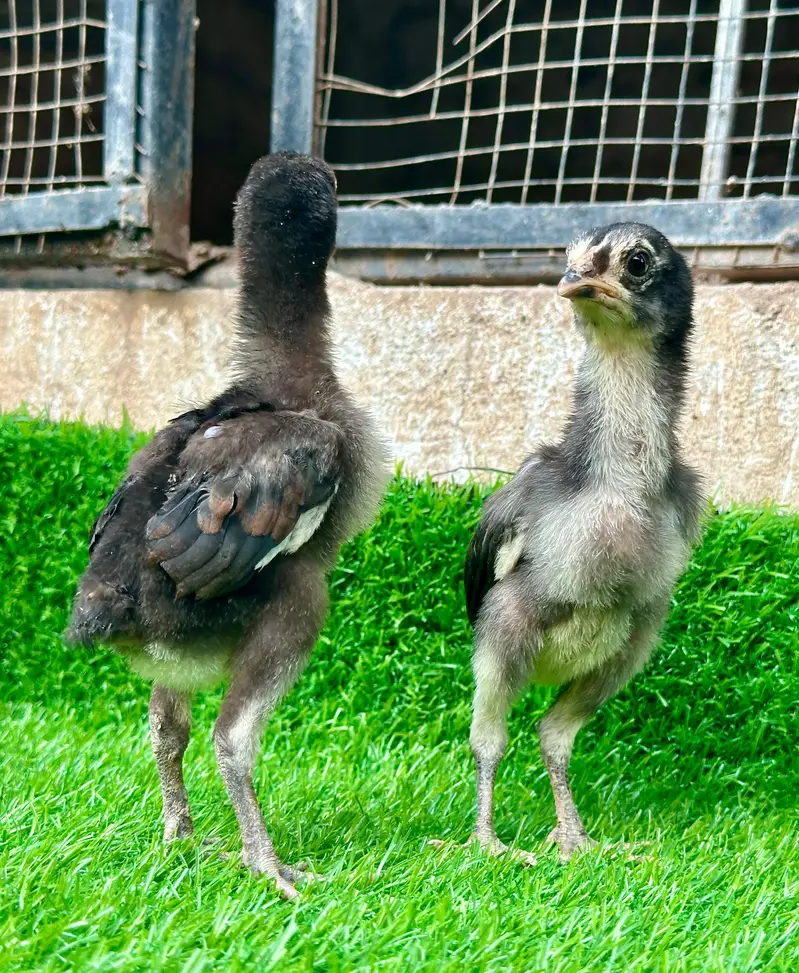 Imp Pakoya trad chicks. — photo 5