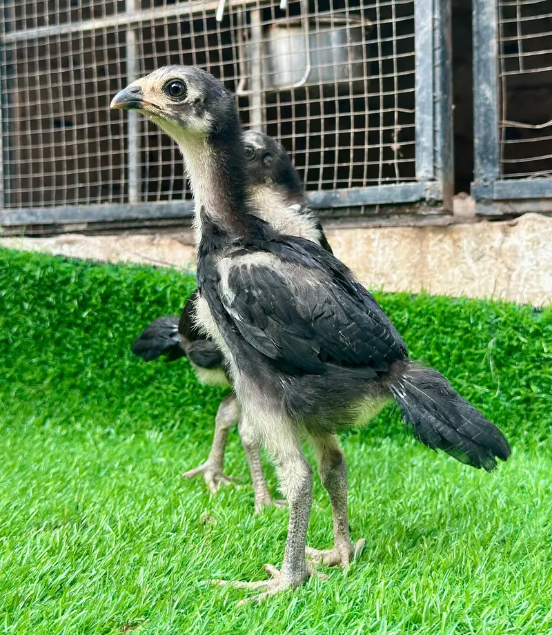 Imp Pakoya trad chicks. — photo 6
