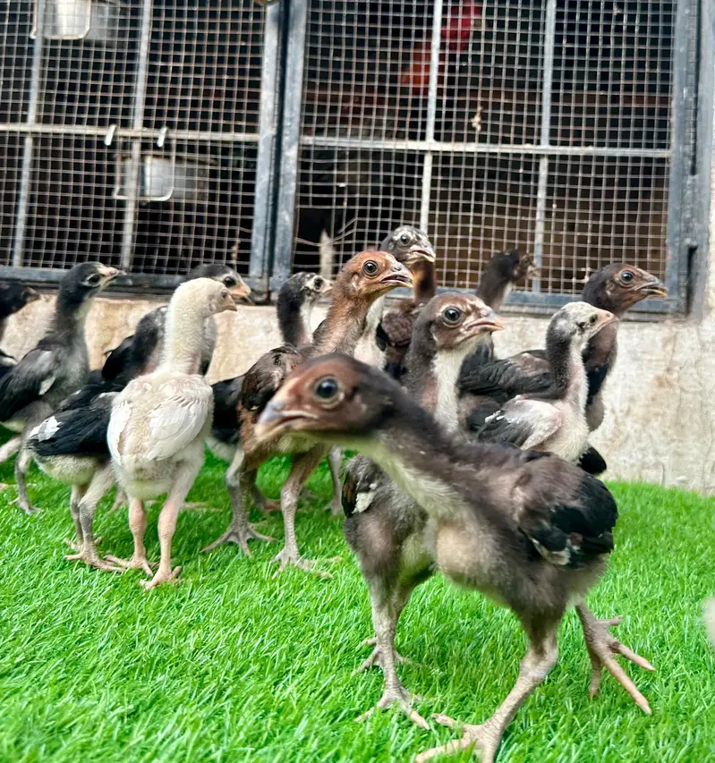 Imp Pakoya trad chicks. — photo 7