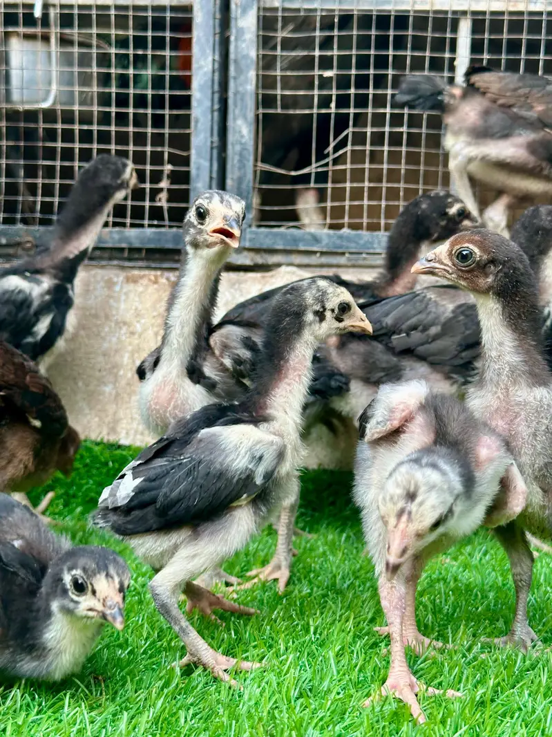 Imp Pakoya trad chicks. — photo 8