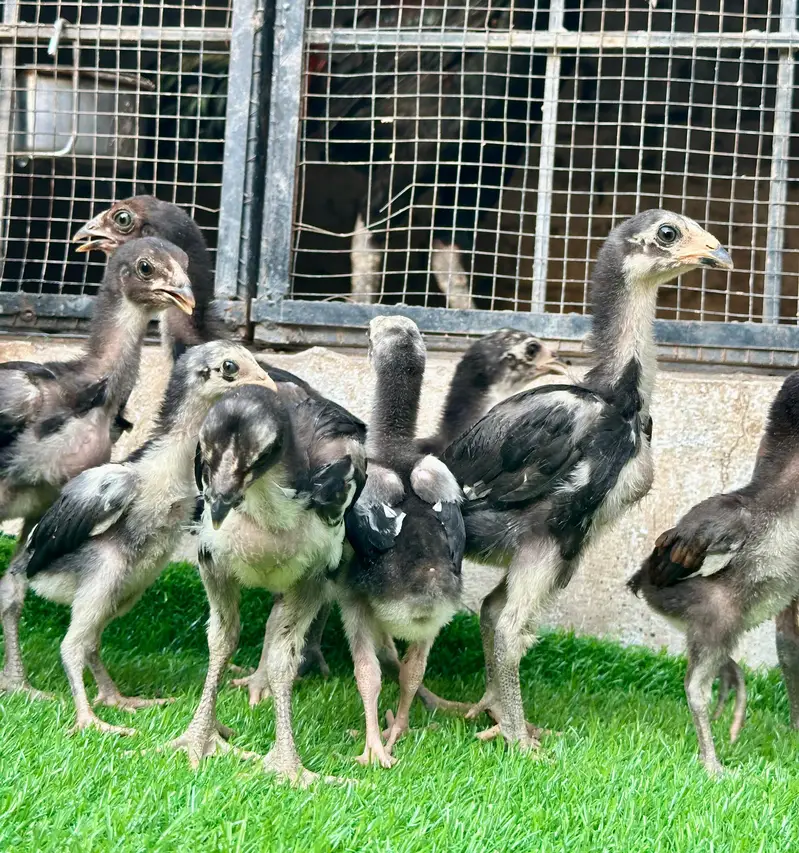 Imp Pakoya trad chicks. — photo 9