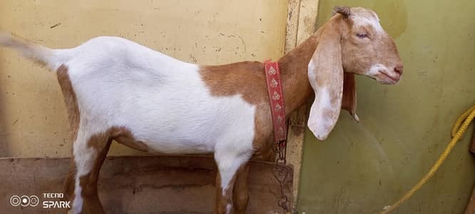 goats