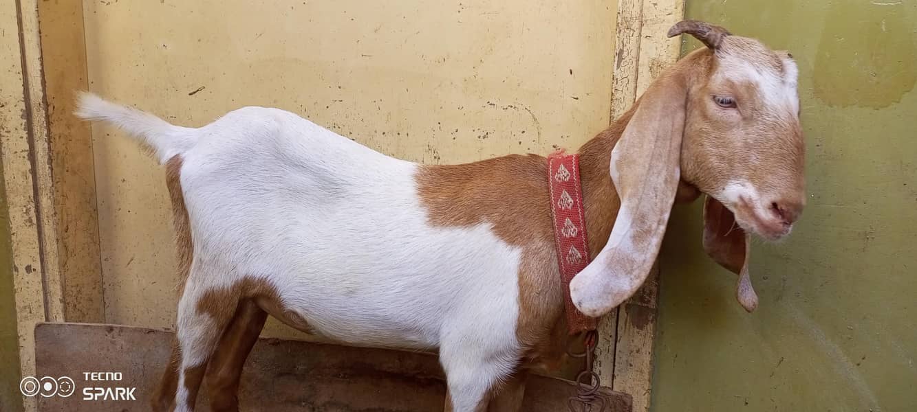 goats 1