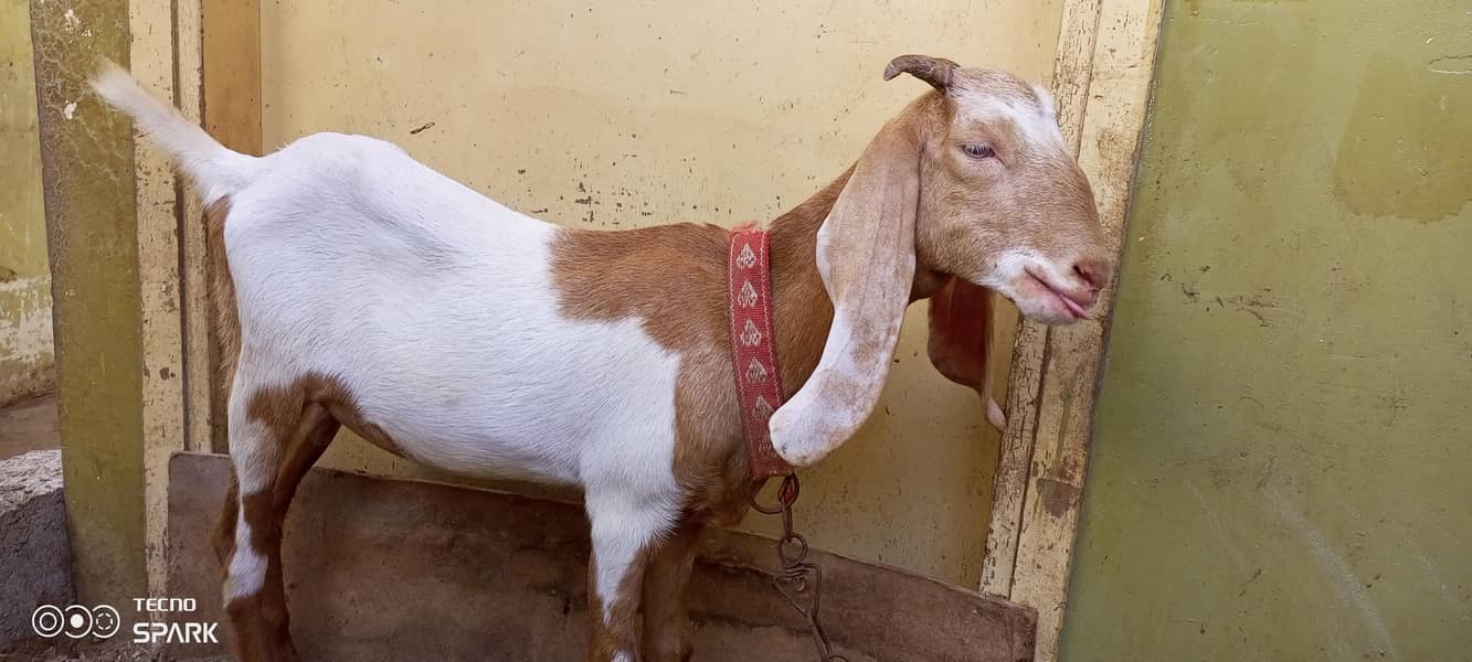 goats 2