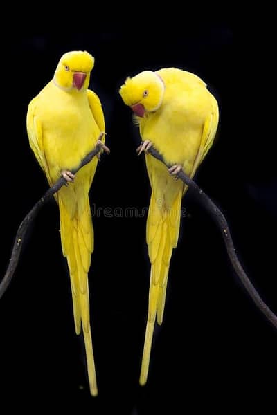 yellow talking and tamed pair bolne Wala.