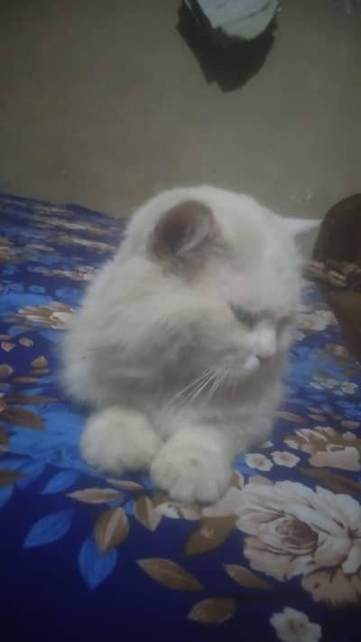 I'm selling cat
