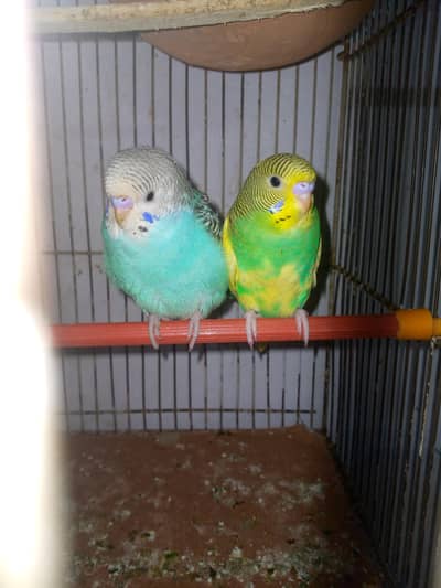 healthy and active budgies in best price for sell. . . . .