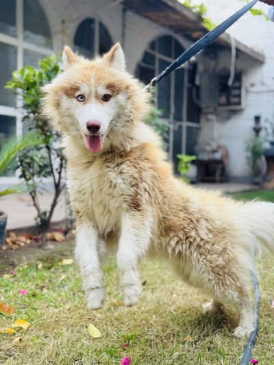 Husky Dog