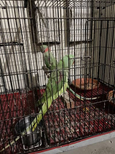 raw parrot breed pair for sale .