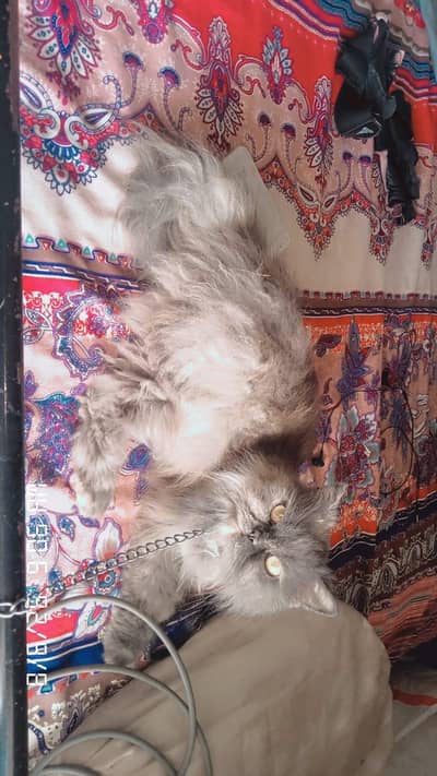 2 pershin cats for sale and exchange option
