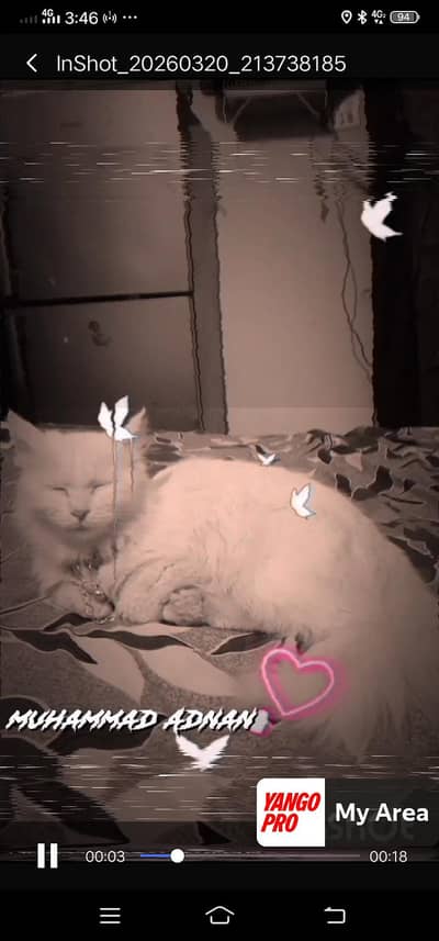 pershin cat for adoption