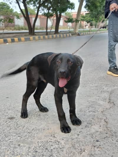 Labrador crossbreed dog for sale",