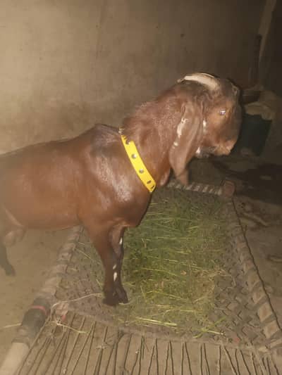 Amrit sari beetal Bakra Eid2027