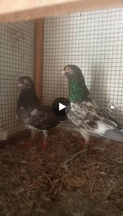 dub wala breader pair