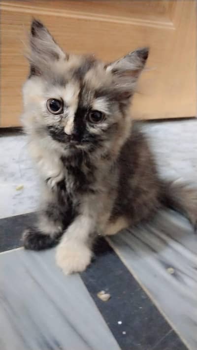 for sale