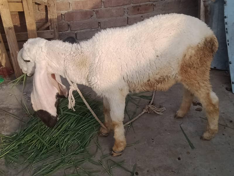 goats 0