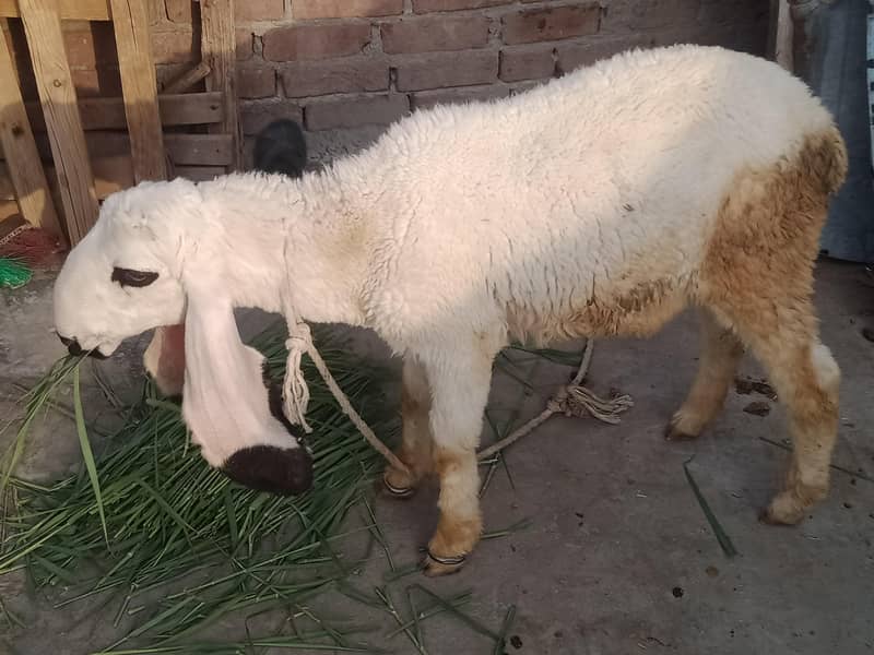goats 1