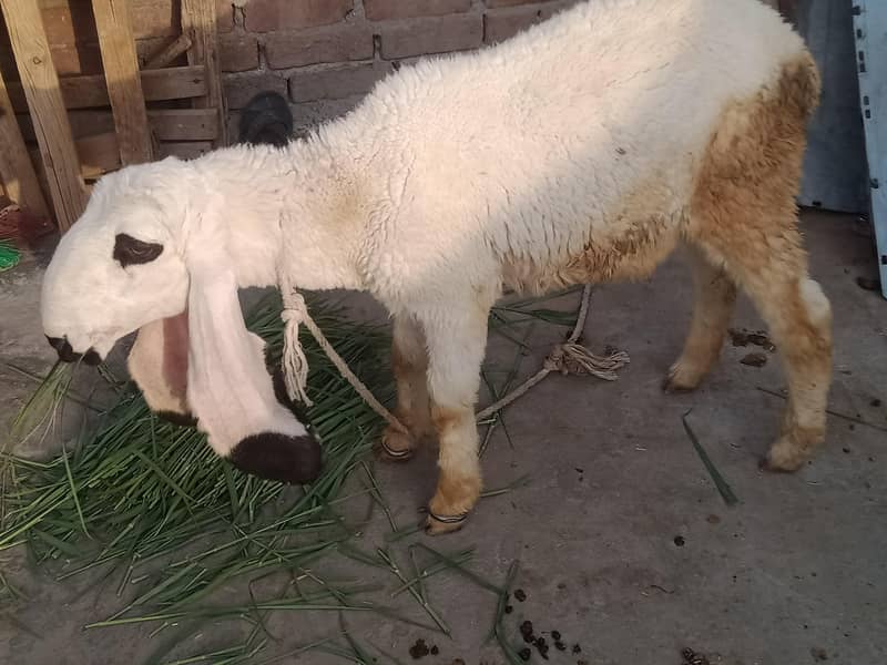 goats 2