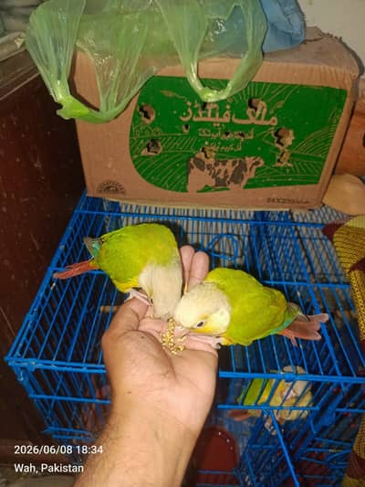 painapple canore 2 hand team pice