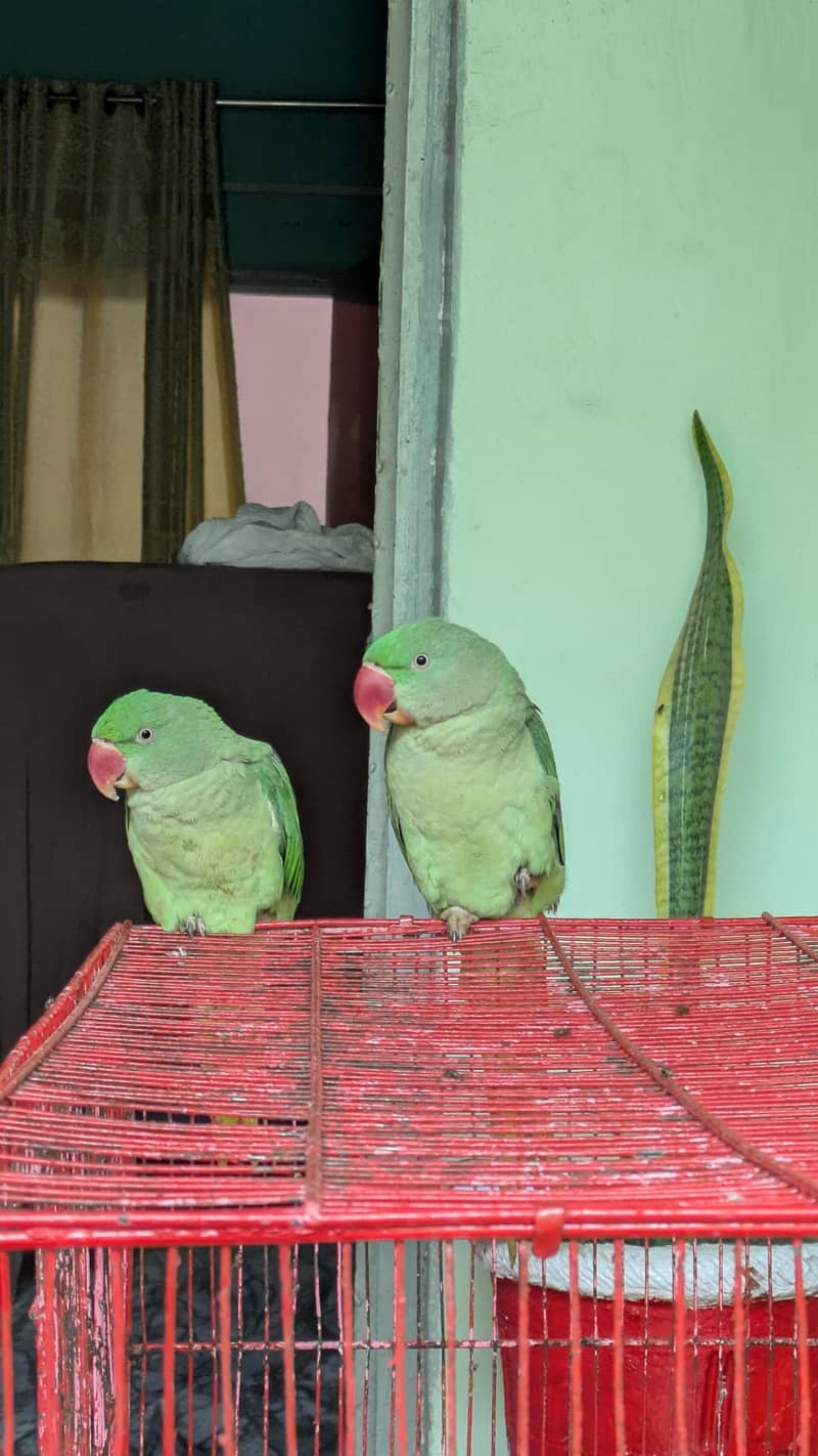 Alexander Pair 1