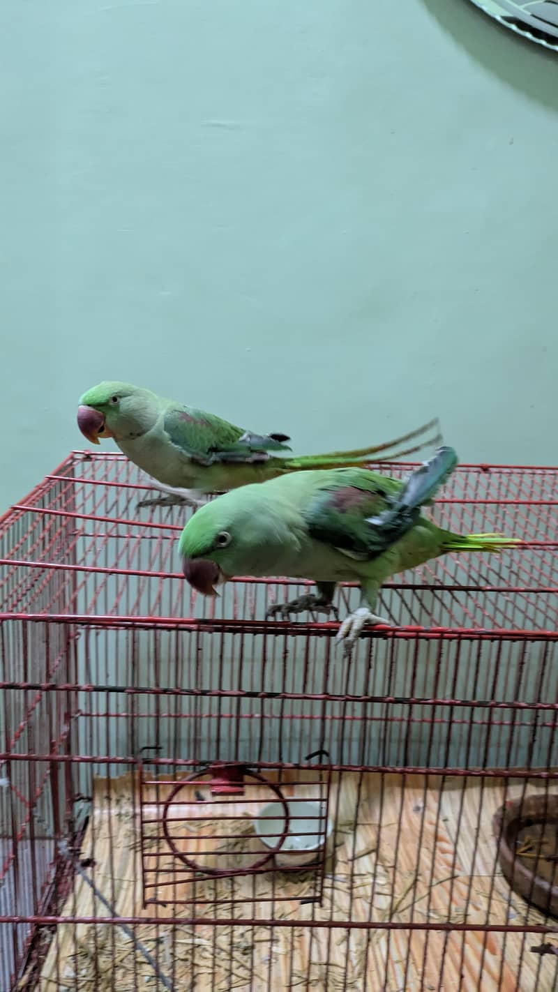 Alexander Pair 4