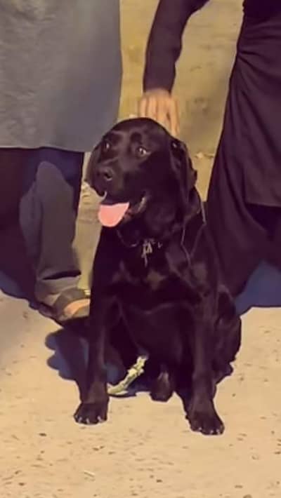 Labrador dog