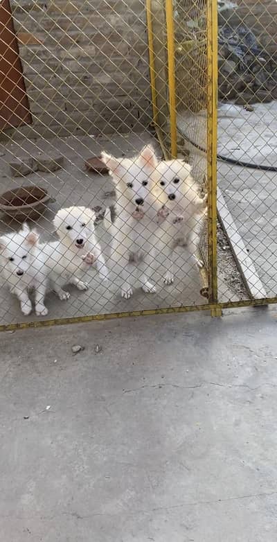 Russian dog baby age 3months