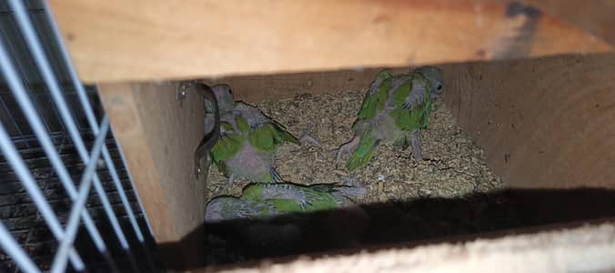 green ringneck ka pair hy 3 bachy hein 1 month with cage