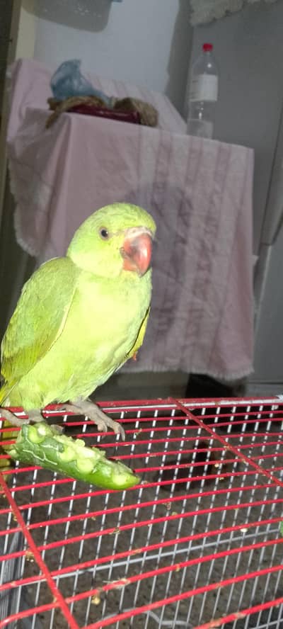 male baby
