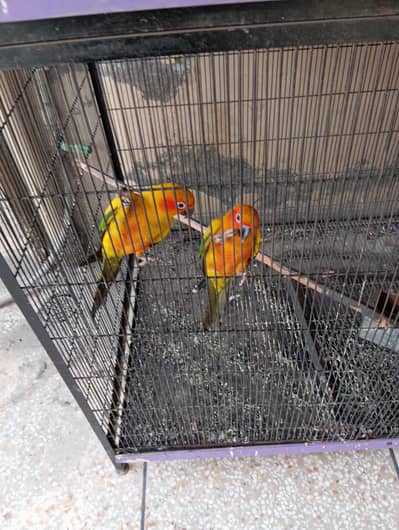 Sun Cnour for sale