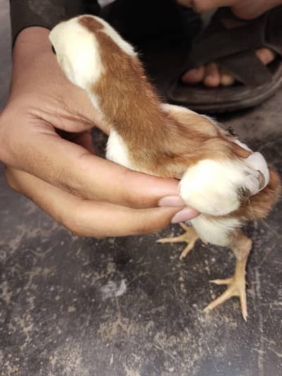 aseel chicks for sale