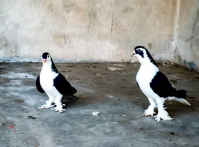 sherazi breeder pair with chick for sale 03298394346