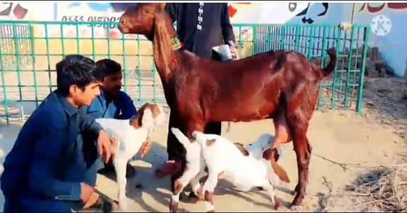 daysi bakri for sale WhatsApp number 0307=2594=823