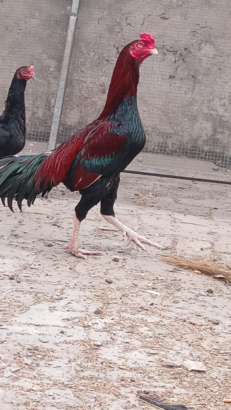 Lakha Aseel and Chick's for sale / 03224728433