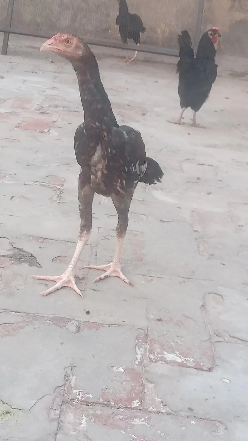 Lakha Aseel and Chick's for sale / 03224728433 — photo 2
