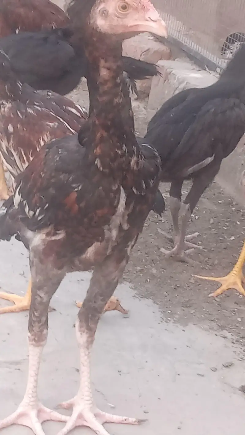Lakha Aseel and Chick's for sale / 03224728433 — photo 3