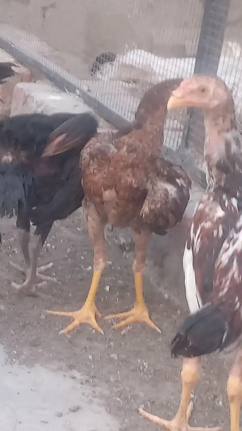 Lakha Aseel and Chick's for sale / 03224728433 — photo 4