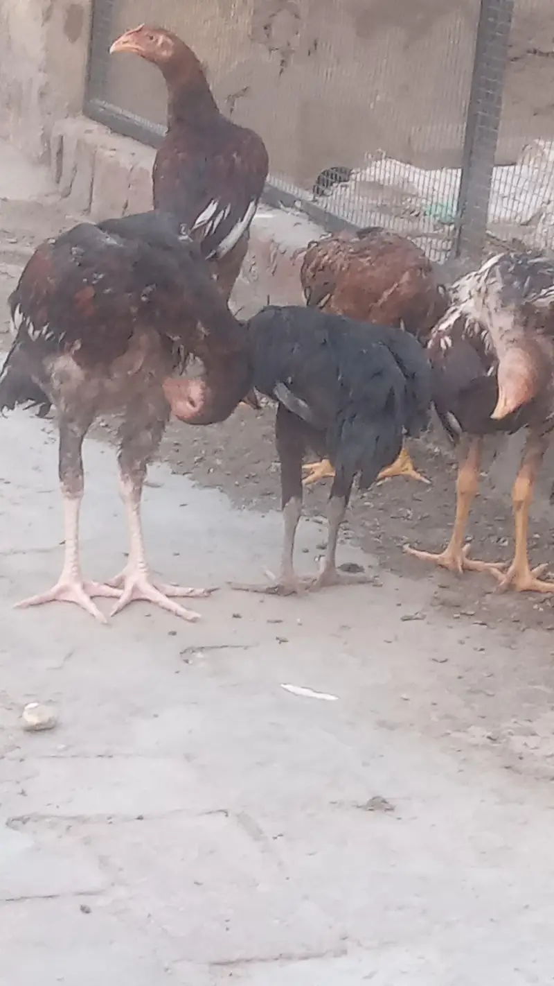 Lakha Aseel and Chick's for sale / 03224728433 — photo 5