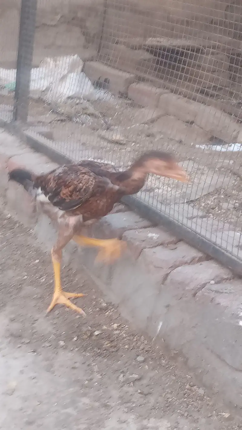 Lakha Aseel and Chick's for sale / 03224728433 — photo 6