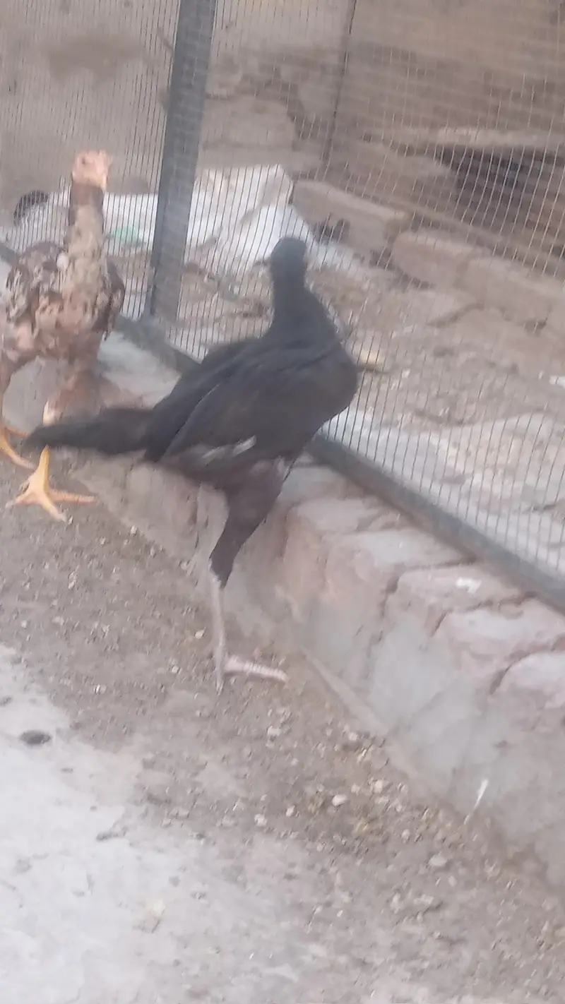 Lakha Aseel and Chick's for sale / 03224728433 — photo 7