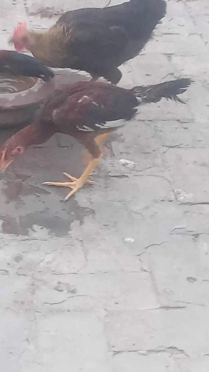Lakha Aseel and Chick's for sale / 03224728433 — photo 8