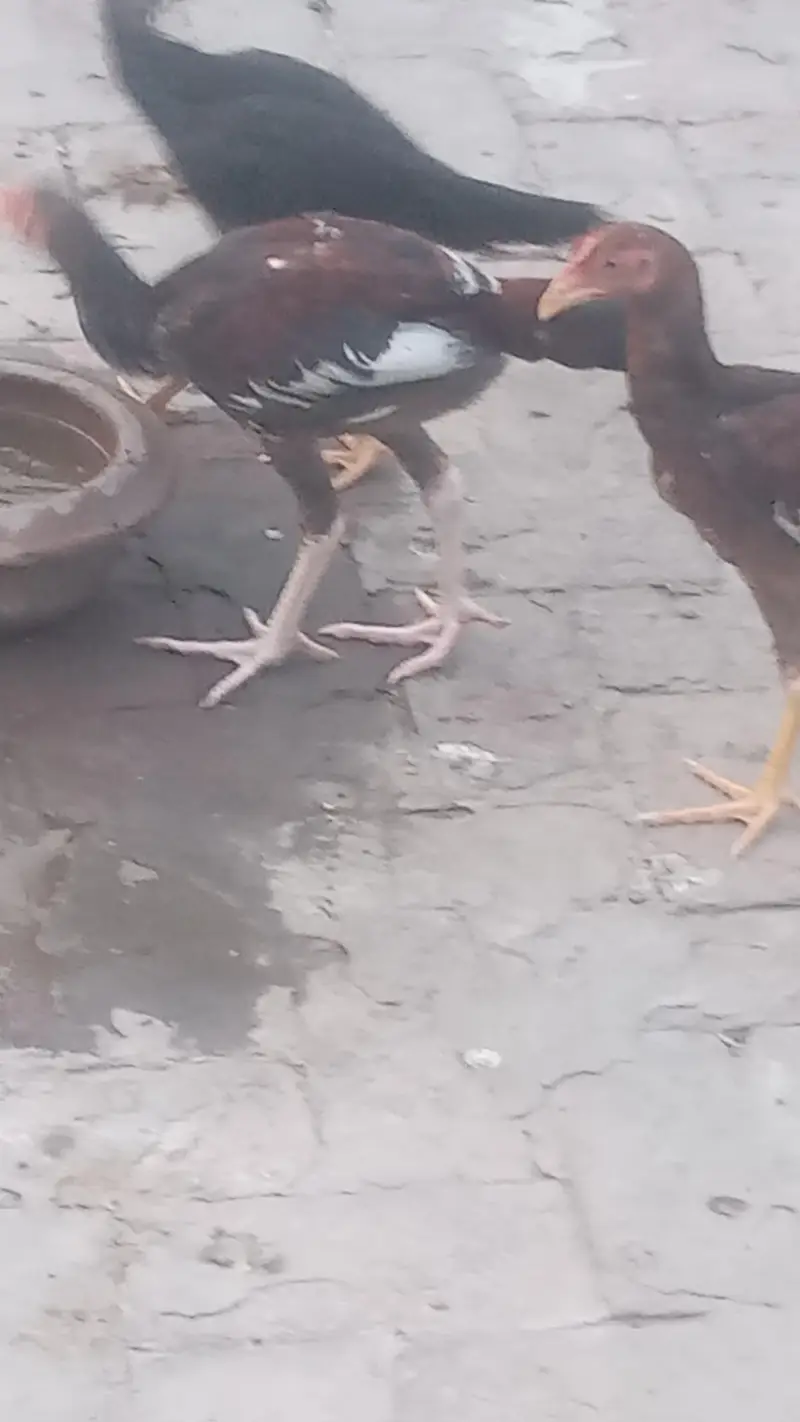 Lakha Aseel and Chick's for sale / 03224728433 — photo 9