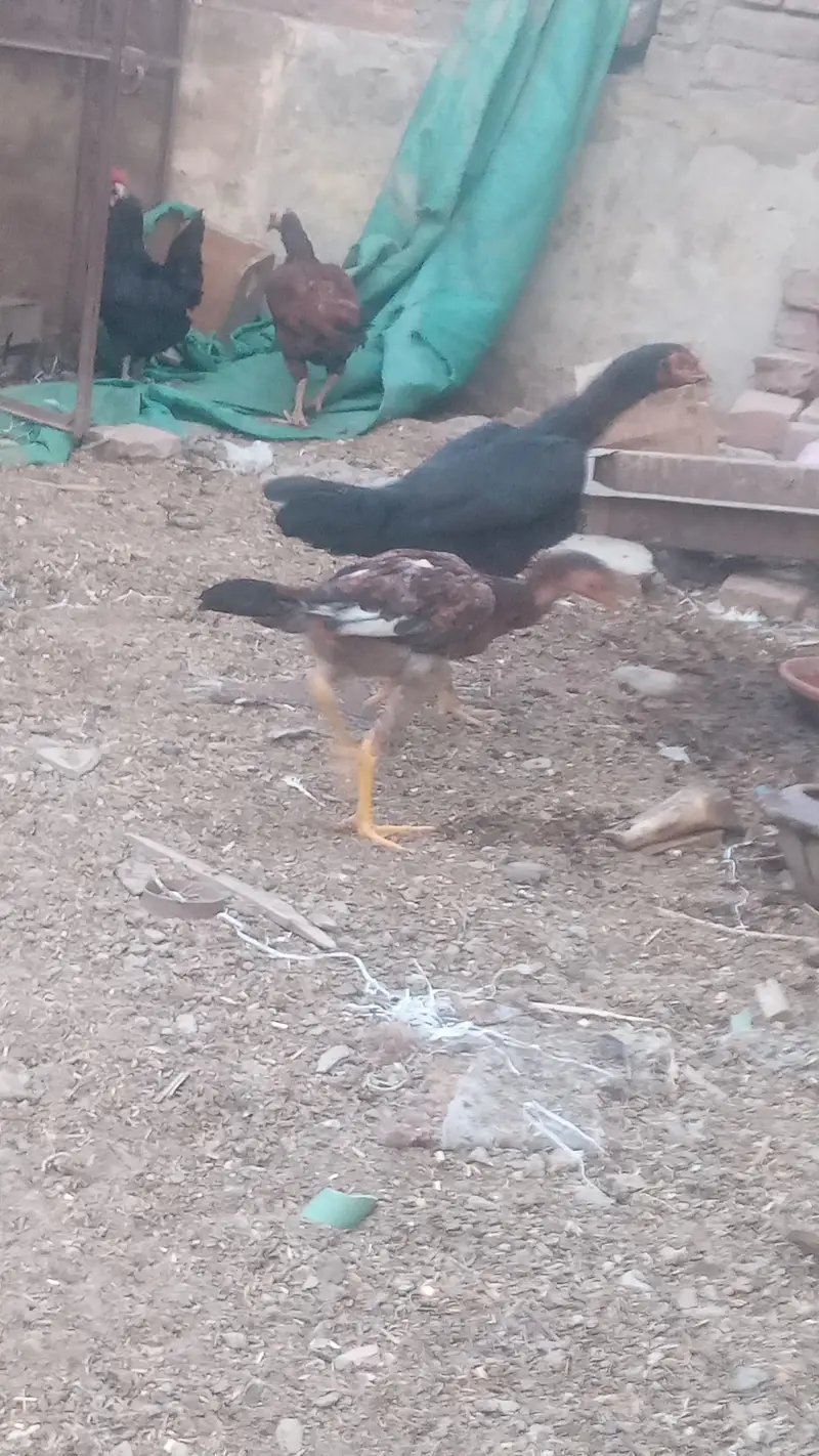 Lakha Aseel and Chick's for sale / 03224728433 — photo 10