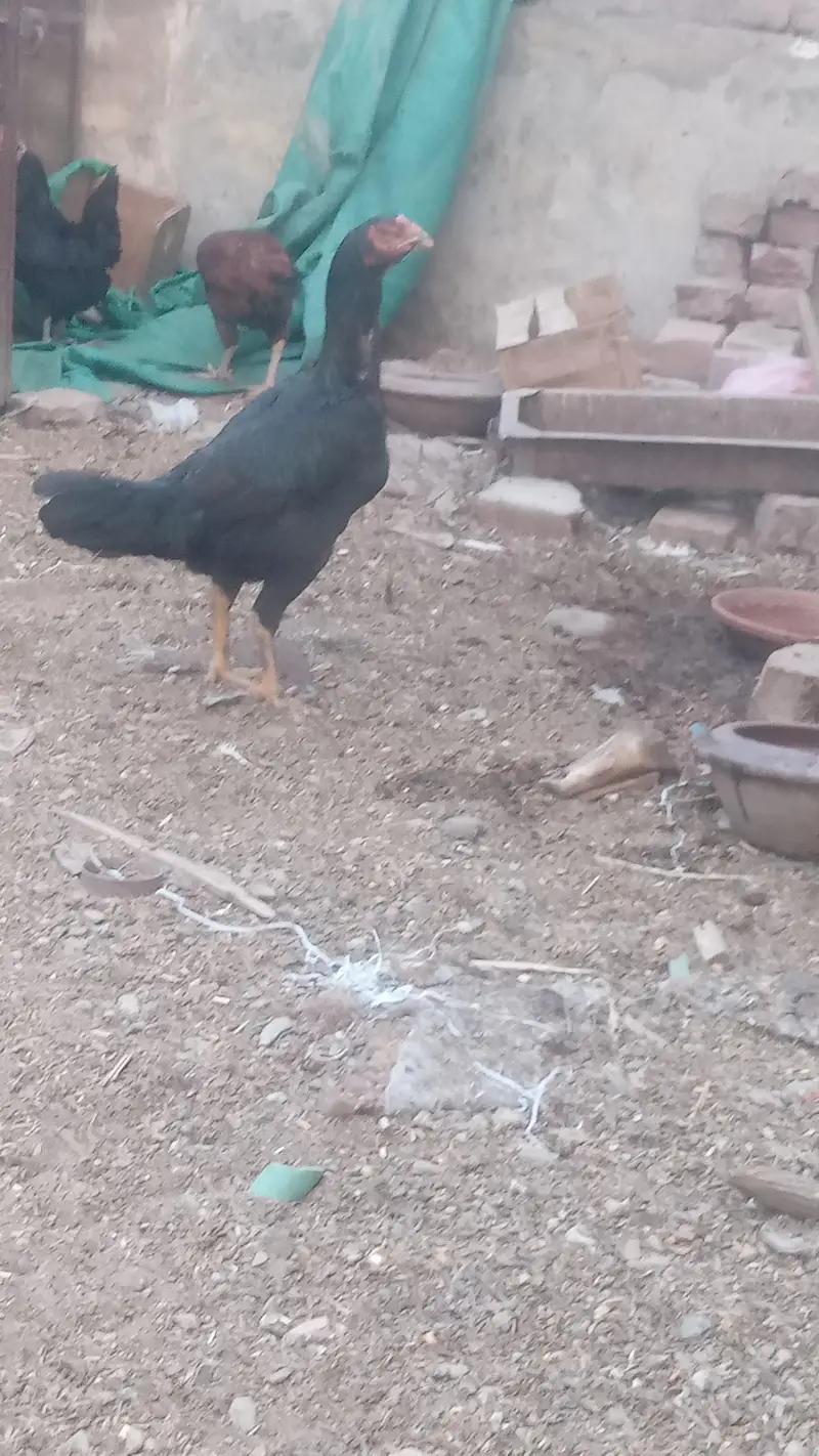 Lakha Aseel and Chick's for sale / 03224728433 — photo 11