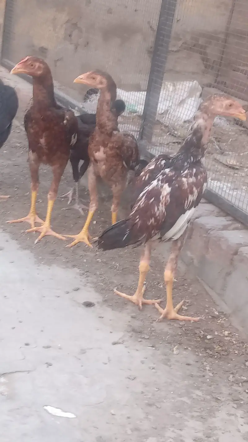 Lakha Aseel and Chick's for sale / 03224728433 — photo 12