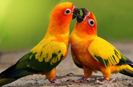 sun conure / pine apple conure / cocktail