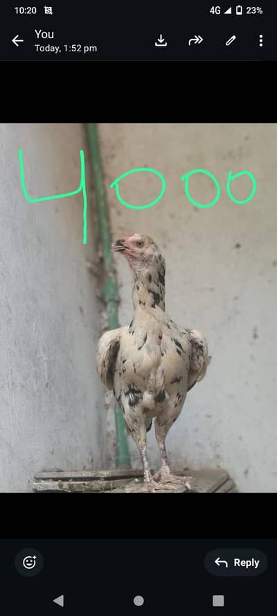 aseel murghi 5 murghian. . . . 1 murgha.    3 hazar 4 hazar